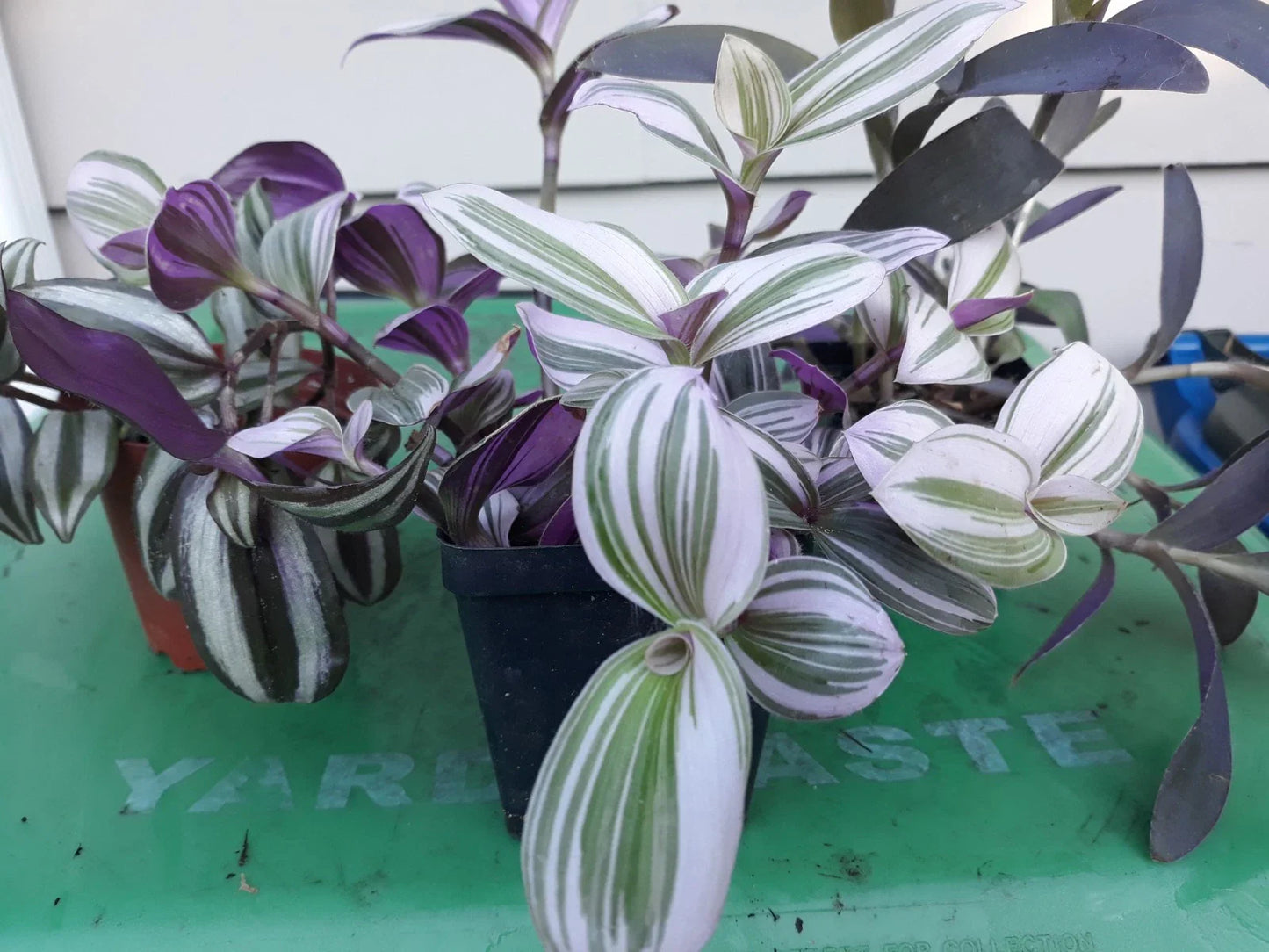 Tradescantia Cuttings (9) - Inch Plant, Purple & Green Variegated - Tradescantia zebrina