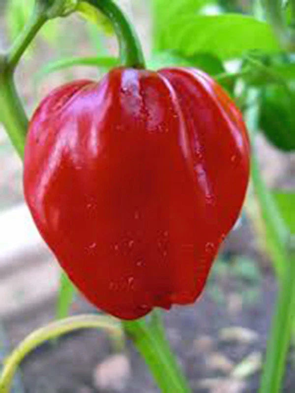 Habanero Chile Pepper Seeds - Heirloom Variety, 20+ Seeds, Spicy Flavor for Fresh & Cooked Dishes - Capsicum chinense