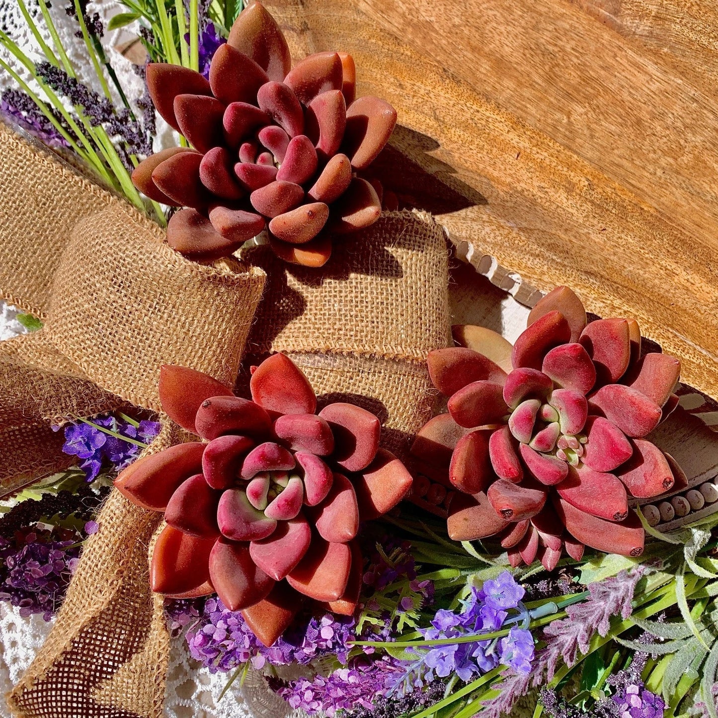 Succulent Plant Graptoveria Ruby Donna Bare Root Easy Care Live Home Decor - Ideal Indoor Houseplant for Beginners