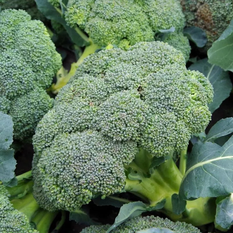 25+ Organic Heirloom Broccoli Seeds - Waltham 29 - Non-GMO - Fresh Seed Pack for Home Gardening