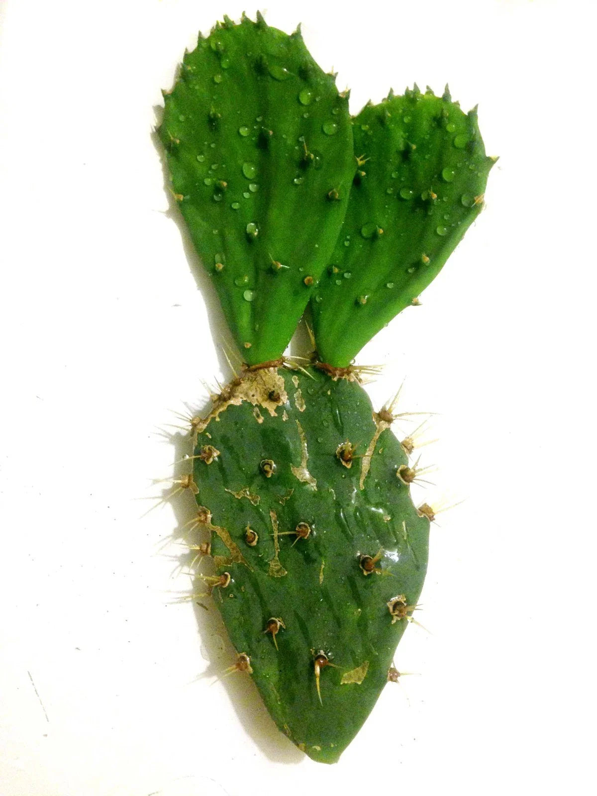 Opuntia Engelmannii Spiny Prickly Pear Cactus Cutting 10" - Drought-Tolerant Succulent for Indoor/Outdoor Gardens