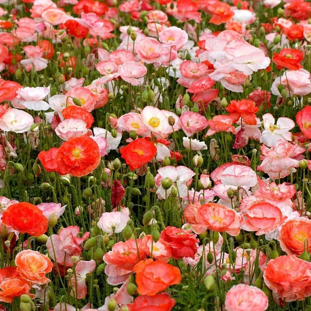 Double Shirley Poppy Seeds 1000+ Mixed Color Flower Seeds - Papaver rhoeas - USA Seller, Free Shipping