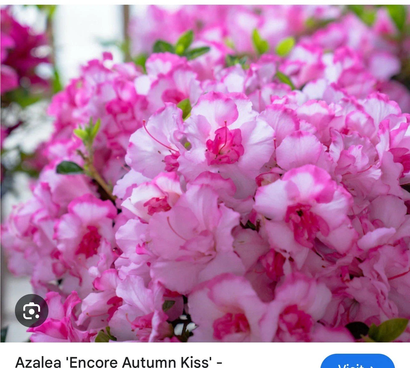 Encore Autumn Kiss Azalea Starter Plant - Deciduous, Well-Rooted, Colorful Blooms, Rhododendron x 'Autumn Kiss'