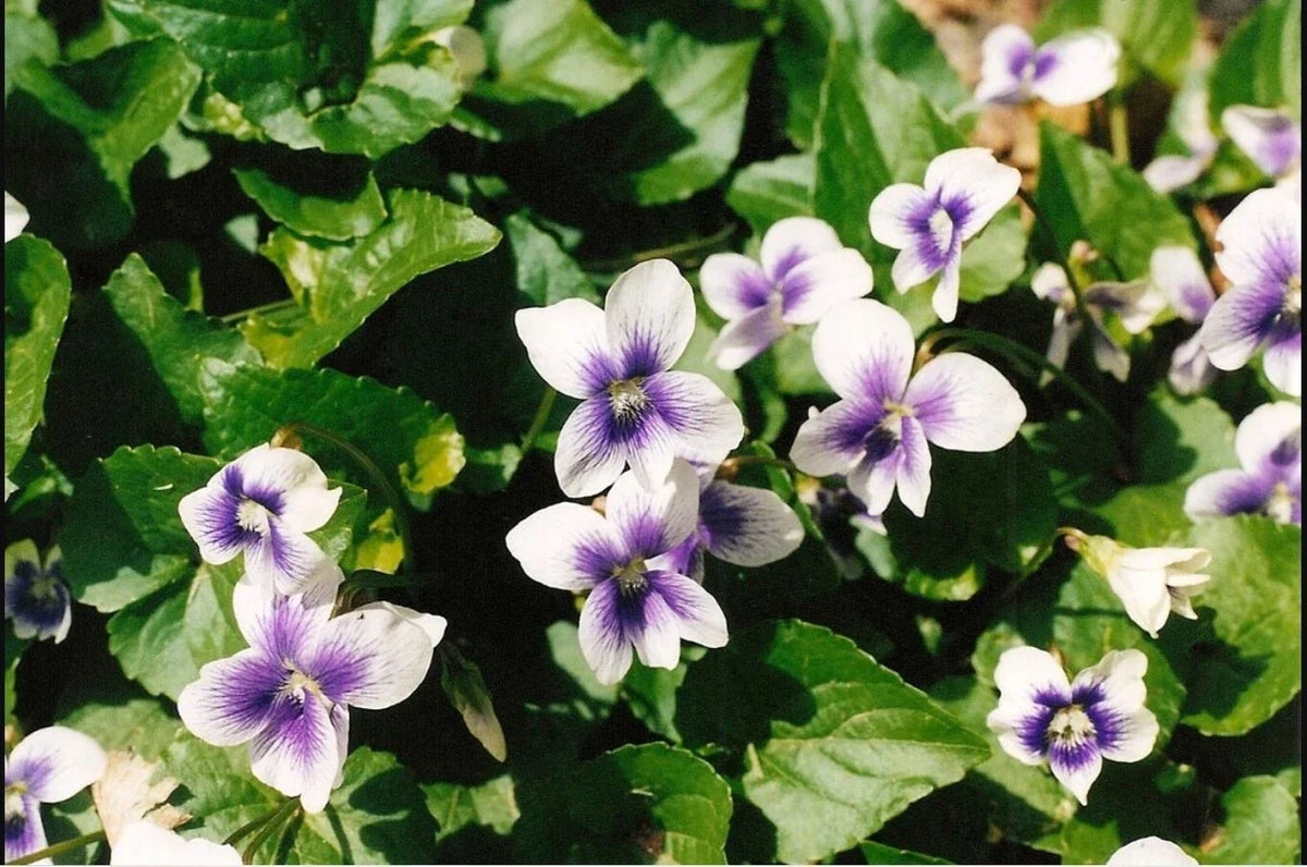 Wild Violets Mix 10 Bare Root Plants Purple White Viola sororia Perennial Edible Shade Garden