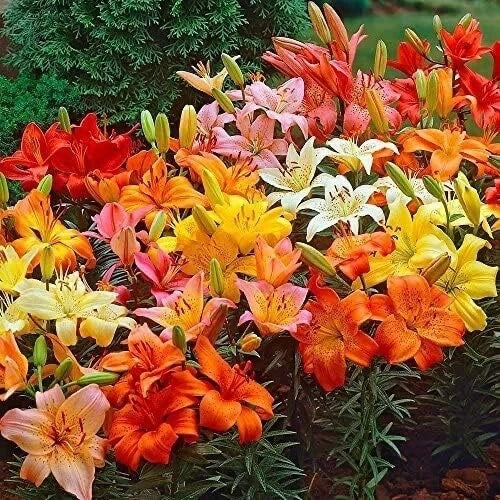 Lily Bulbs for Planting, Mixed Color, Lilium spp. - Perennial Flower Bulbs for Gardens and Landscapes