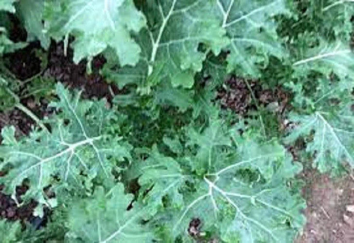 Organic Heirloom Kale Seeds - Premium White Russian Variety - Non-GMO, Fresh Gardening Seeds - Brassica oleracea