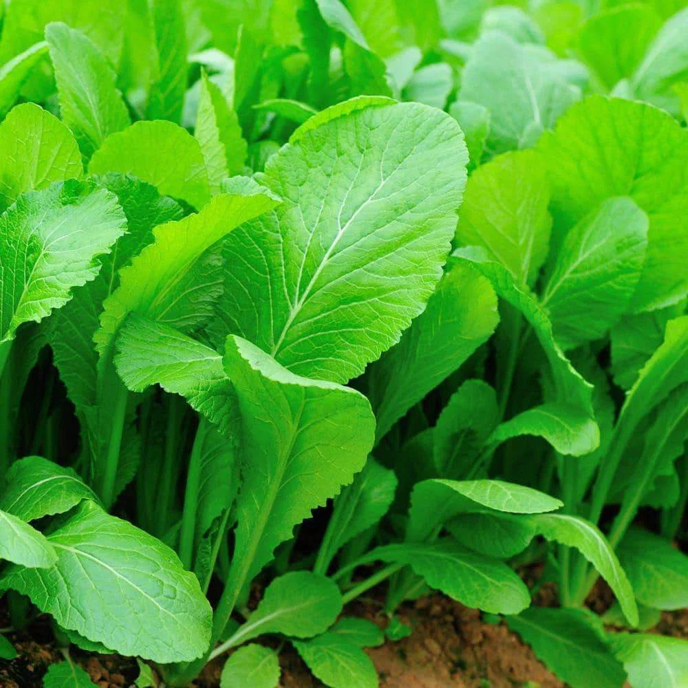 Tendergreen Mustard Seeds, NON-GMO Spinach Mustard, Komatsuna Variety, Organic Gardening, Heirloom Seeds