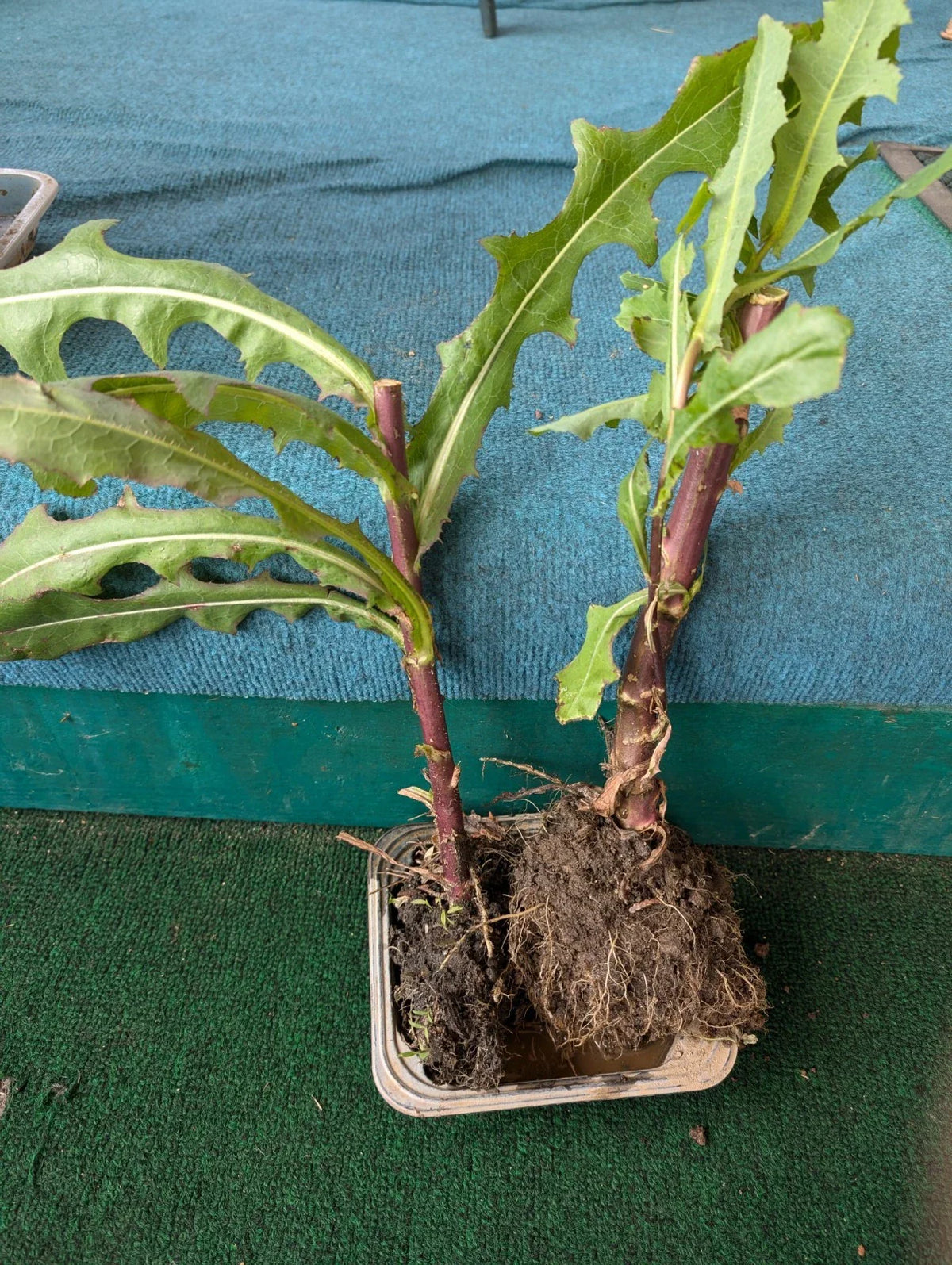 Wild Lettuce Live Plant 2-Pack, Organic Pain Relief, Lactuca Virosa, USA Grown