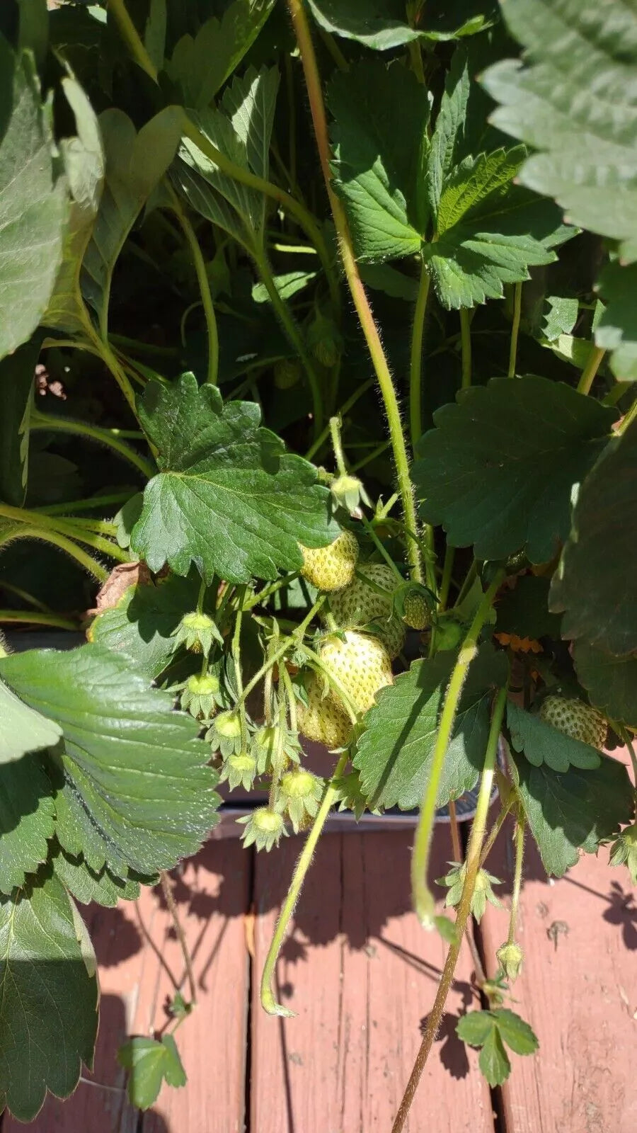 Strawberry Plants 6-Pack Ozark Everbearing Bareroots Large Sweet Fruit Live Outdoor Planting
