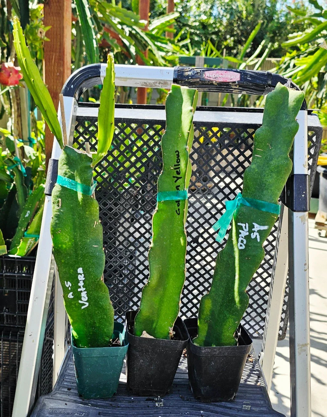 Rooted Dragon Fruit Cuttings - 12 to 16 Inches Long - 20+ Varieties - Hylocereus spp.