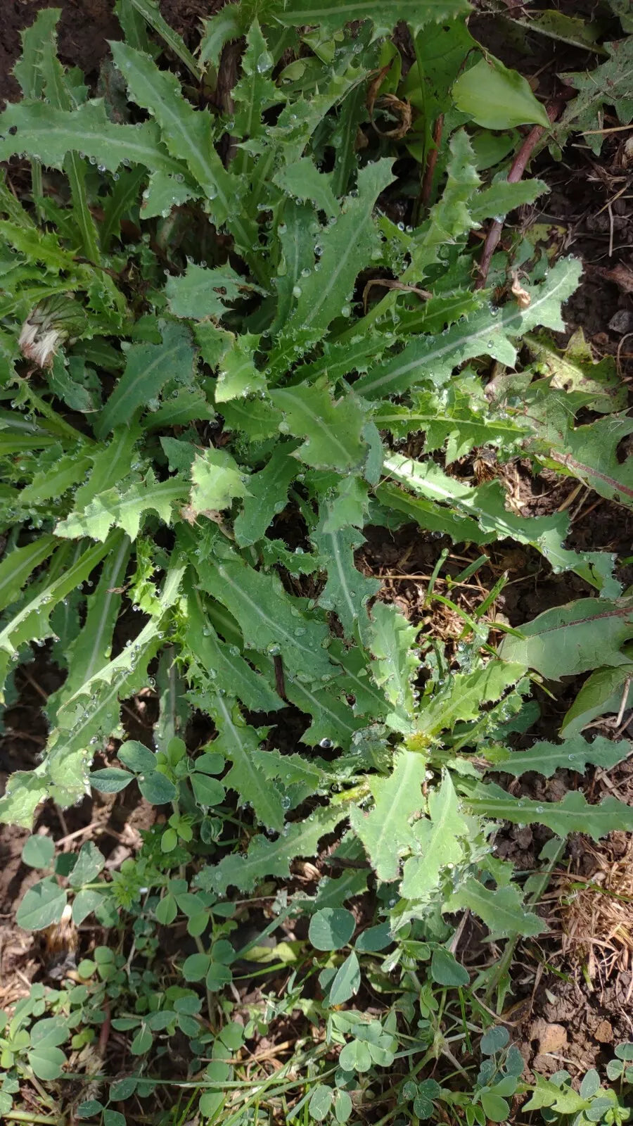 Wild Lettuce Live Plant 5-Pack, Organic Pain Relief, Lactuca Virosa, USA Grown