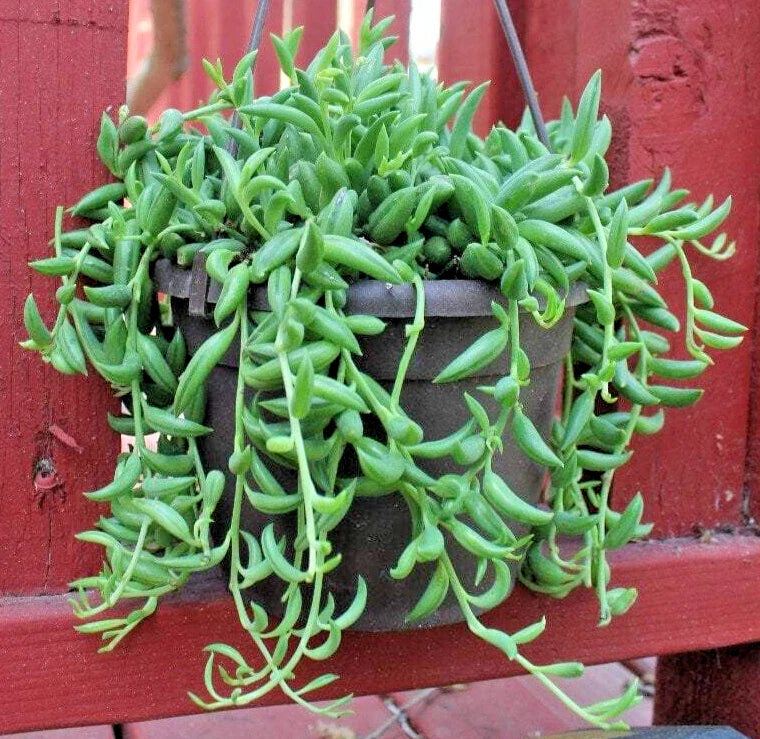 String of Bananas Cuttings 6" Long - Senecio Radicans - Unrooted - Easy Care Succulent Plant