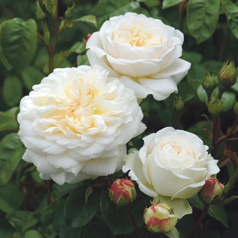 David Austin Tranquillity Live Rose Cuttings 5-8" Long, Unrooted Fresh Stems, Ideal for Gardening, Rosa 'Tranquillity'