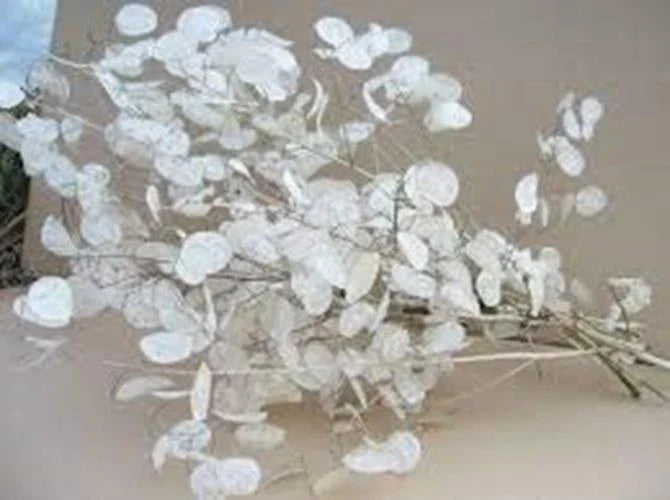 Lunaria Biennis Seeds 100 Count - Money Plant, Silver Dollar, Honesty, Moonwort