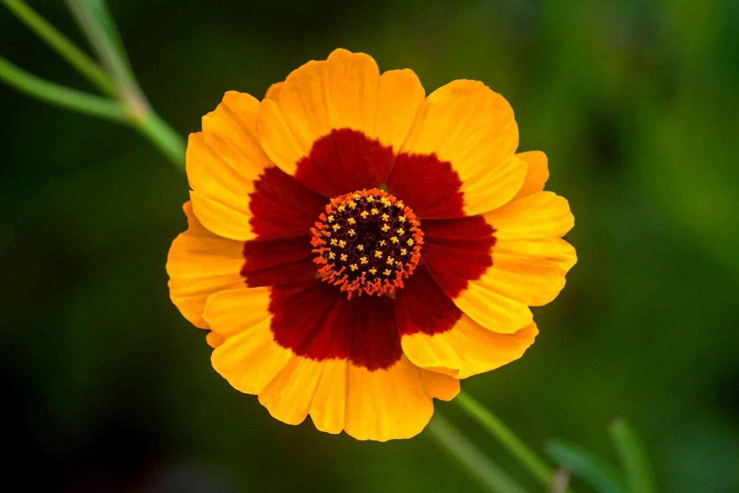 Plains Coreopsis Seeds - 2000+ Drought Resistant Native Wildflower for Pollinators - Coreopsis tinctoria