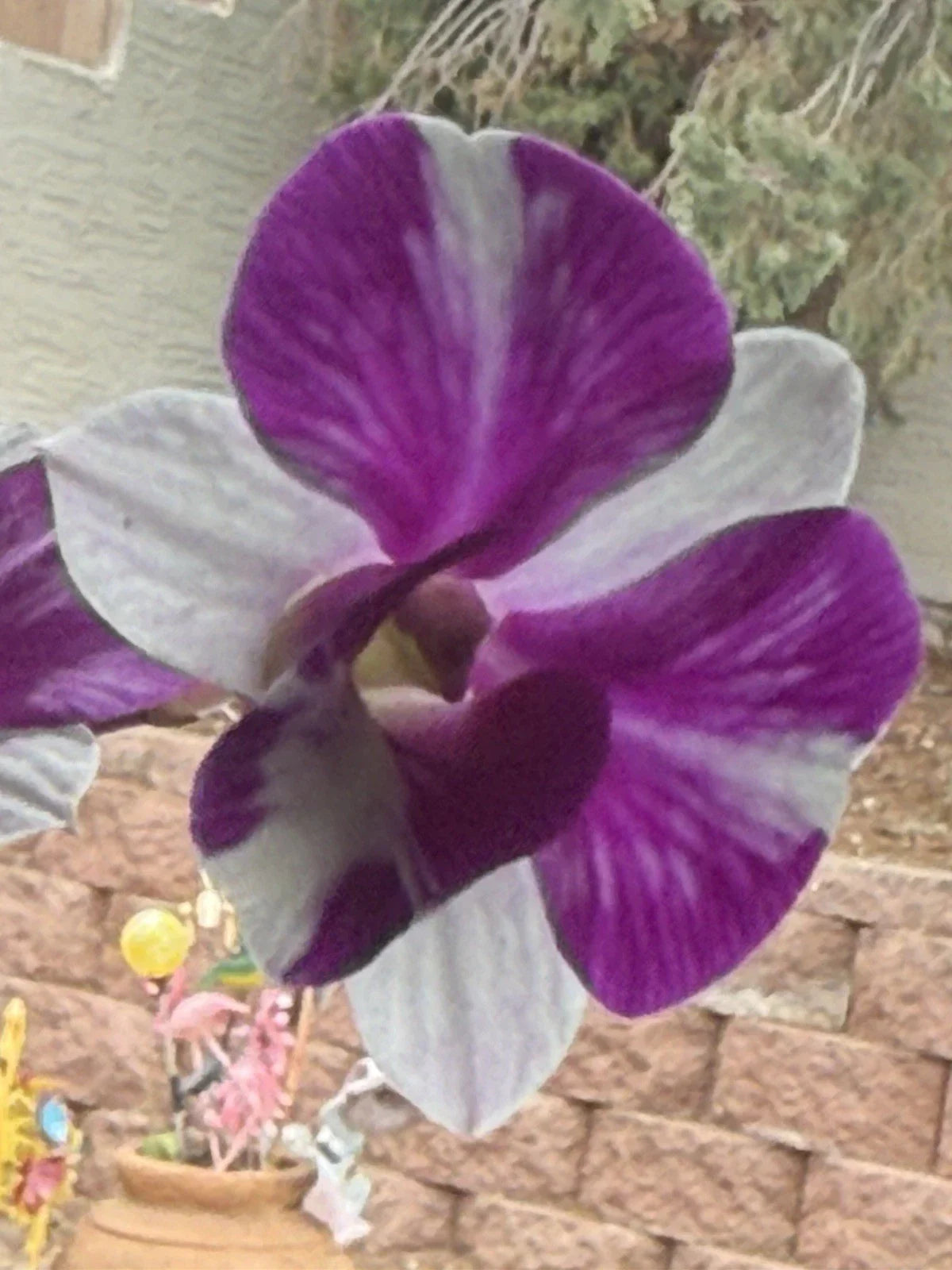 Orchid Plant - Short Stem - Den Red Star - Bare Root - No Bud or Bloom - Perfect for Gardening and Home Decor