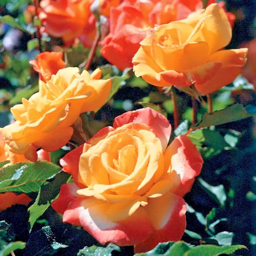 Rose Bush 1-2 Ft Rio Samba Orange Yellow Rosa hybrida AARS Winner 1993 Long-Lasting Blooms