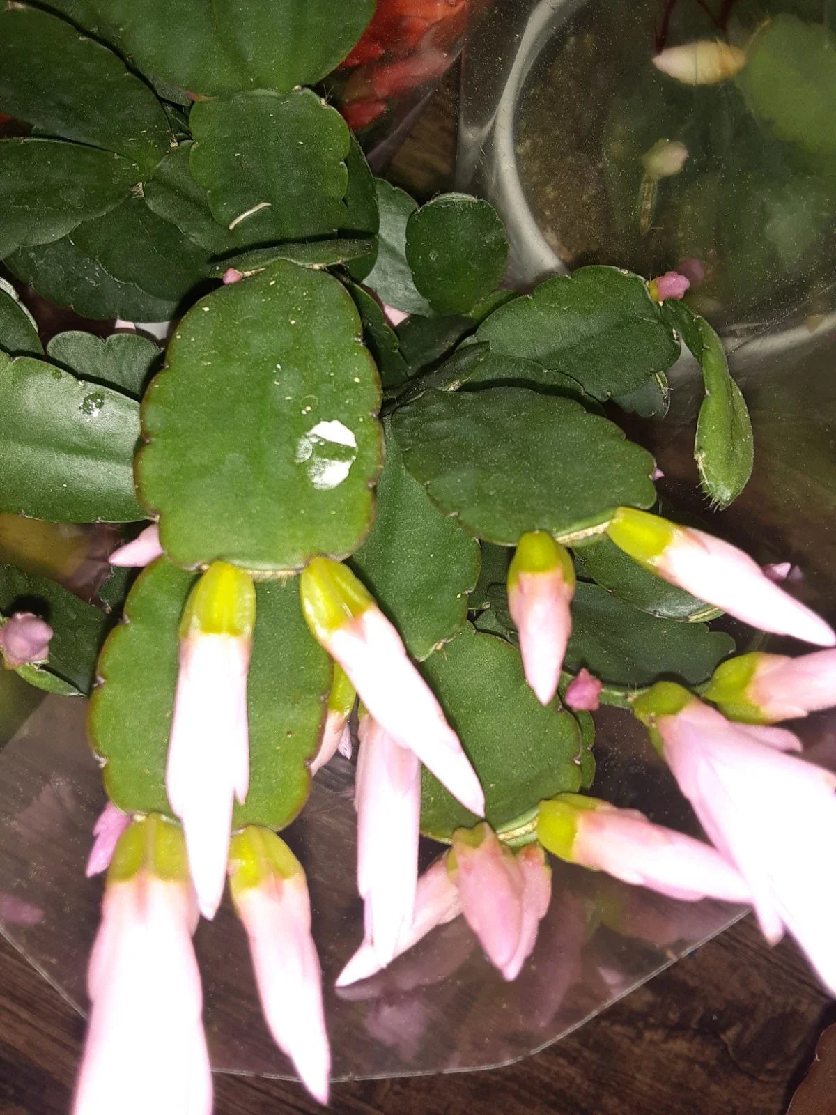 Light Pink Easter Cactus Cutting - Opuntia spp. - Perfect for Propagation or Indoor Gardening