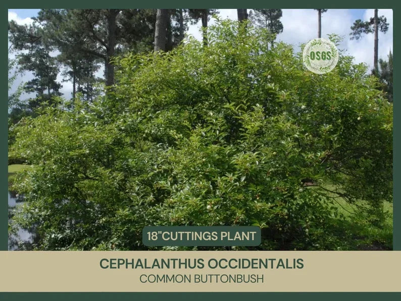 Buttonbush Cuttings | 18" Fresh Cuttings | Cephalanthus occidentalis | Native Wetland Plant