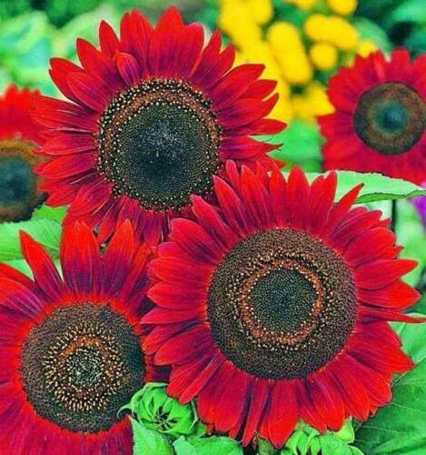 Red Sunflower Seeds for Planting - 50 Seeds - Helianthus annuus - Bright Red Blooms, Easy to Grow