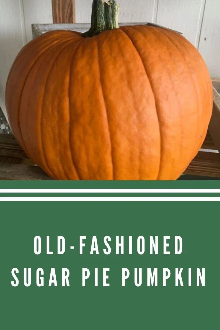 Sugar Pie Pumpkin Seeds - Heirloom Organic Non-GMO - 10+ Seeds - Cucurbita pepo - Ideal for Pumpkin Pie