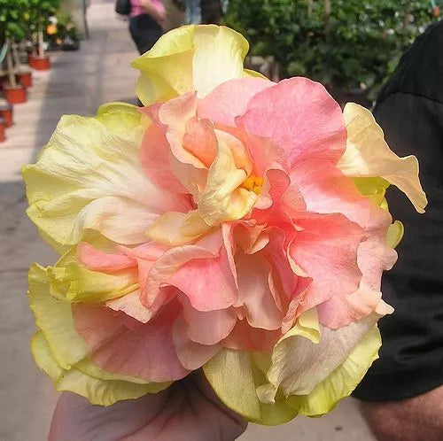 Double Pink Orange Hibiscus Seeds - 20 Perennial Flower Seeds for Gardening - Hibiscus rosa-sinensis