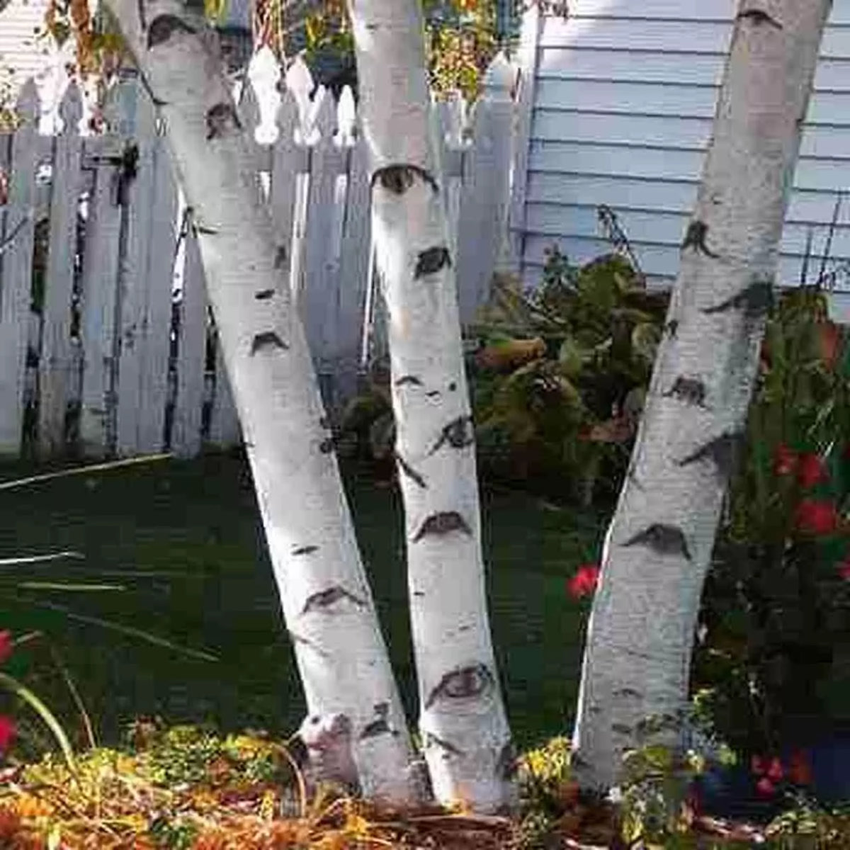 White Paper Birch Tree Seeds | 100+ Seeds | Betula papyrifera | Ideal for Bonsai Planting