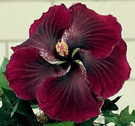 Dark Red Black Hibiscus Seeds - 20 Perennial Flower Seeds - Hibiscus acetosella