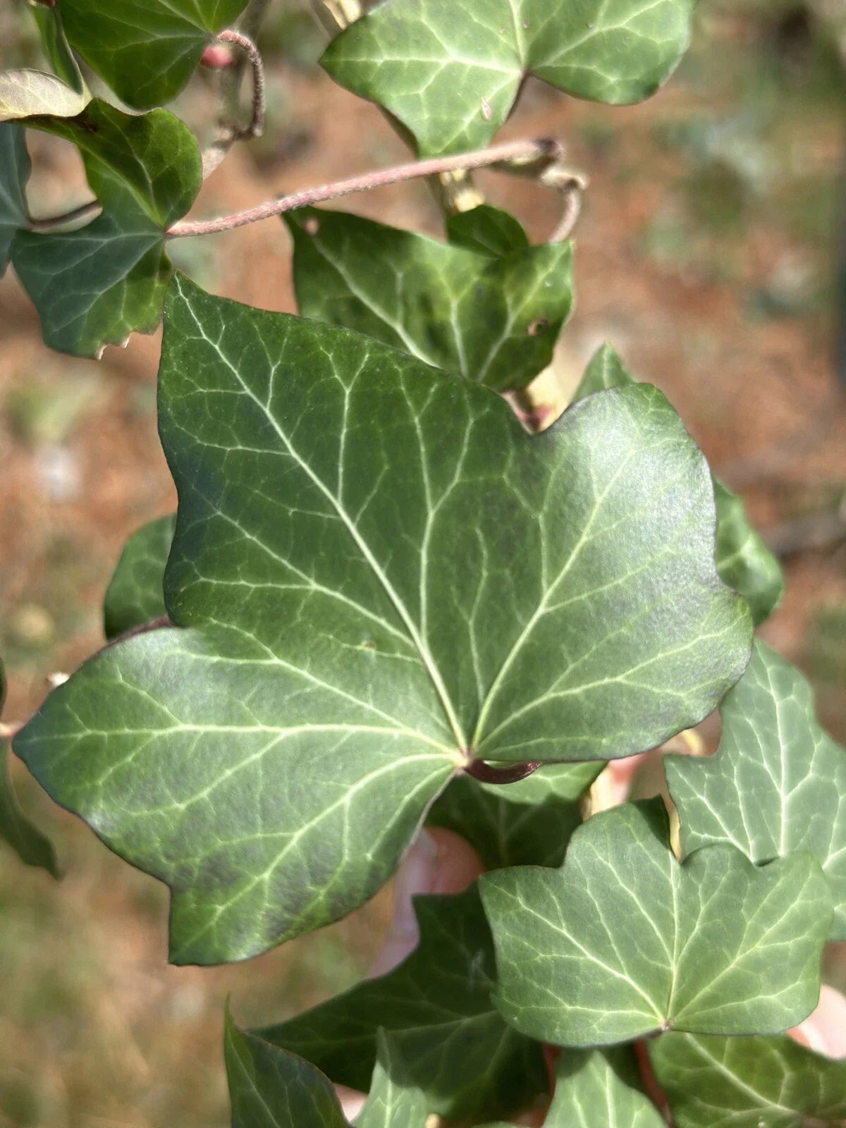 English Ivy Cuttings - 10 Live Plants for Green Groundcover, Living Fence, Patio Decor - Hedera helix