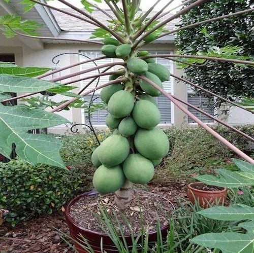 25 Solo Sunset Papaya Seeds | Fast Growing Tropical Fruit Plant | Carica papaya