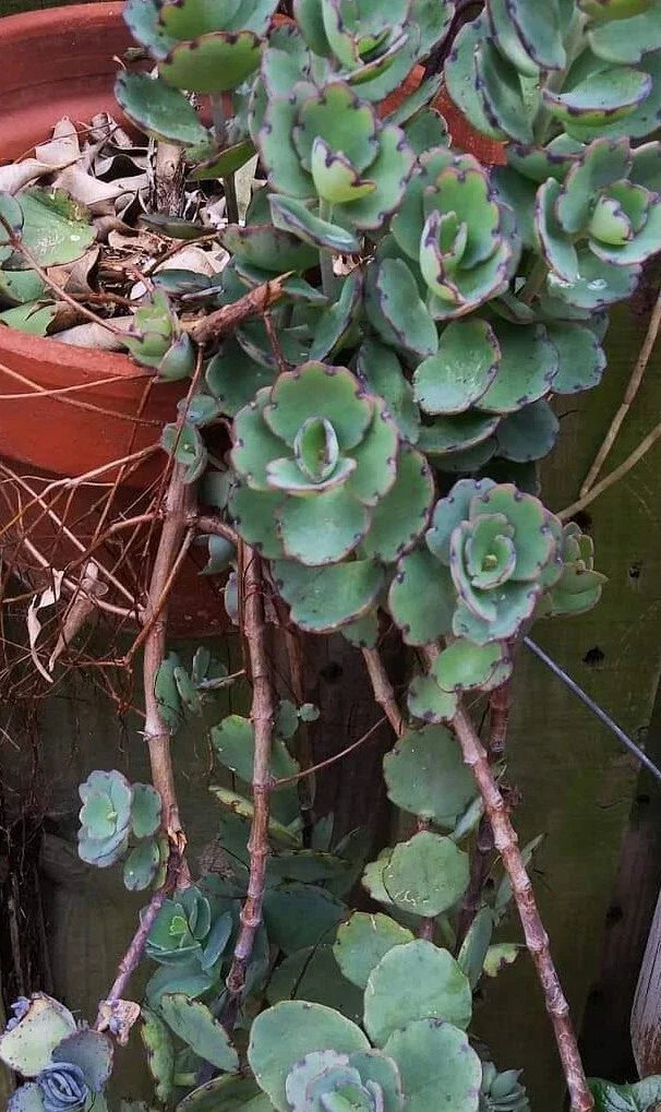 Kalanchoe Milky Widows Thrill Succulent - Jade Point Blue Tip - Laxiflora Plant