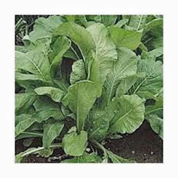 Mustard Greens Seeds, Heirloom Florida Broadleaf, Non-GMO, 25+ Seeds, Brassica juncea