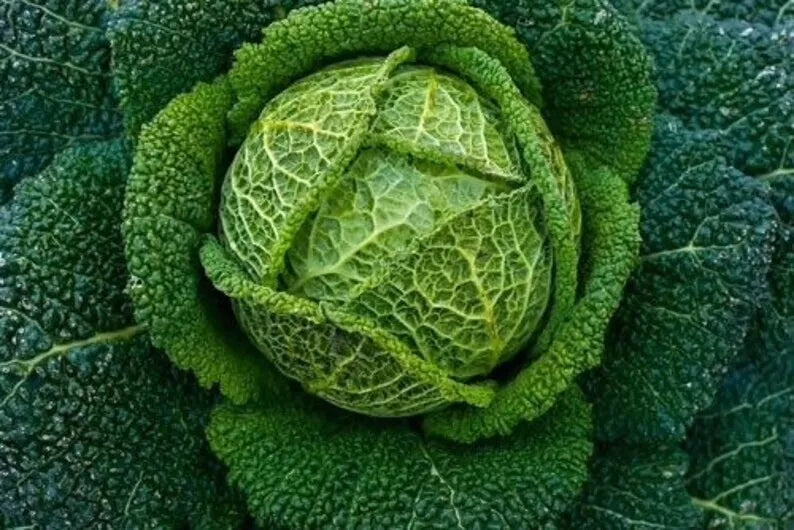 Savoy Perfection Cabbage Seeds - 500+ Heirloom Non-GMO Fresh Seeds - Brassica oleracea