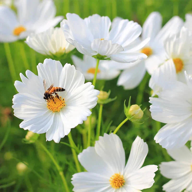 Cosmos Seeds - Non-GMO Purity Variety - Flower Seeds for Gardening - Cosmos bipinnatus
