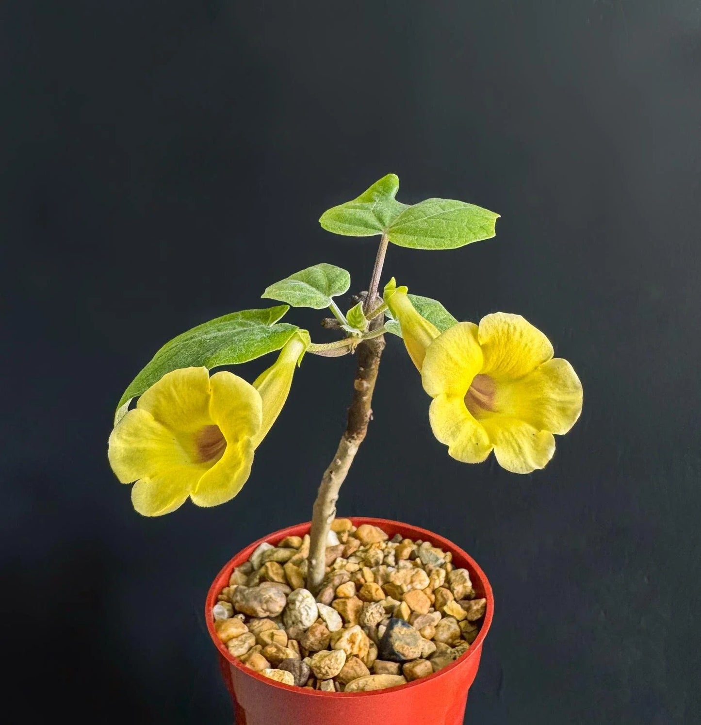 Uncarina Ankaranensis 4" Very Rare Madagascar Flowering Succulent Caudex Plant