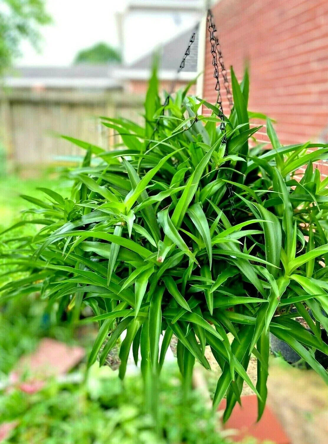 Spider Plant Hanging Basket - 5 Rooted Starter Green Air Purifying Plants - Chlorophytum comosum