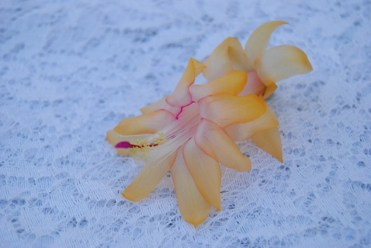Christmas Cactus Starter Plant - Lemon Drop - Schlumbergera Truncata - Healthy Well-Rooted Small Plant for Home Decor