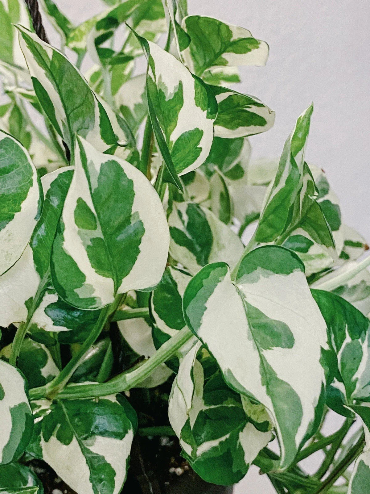 Pothos Cuttings - 3 Pearls and Jade Variegated Devil's Ivy Indoor House Plant - Epipremnum aureum
