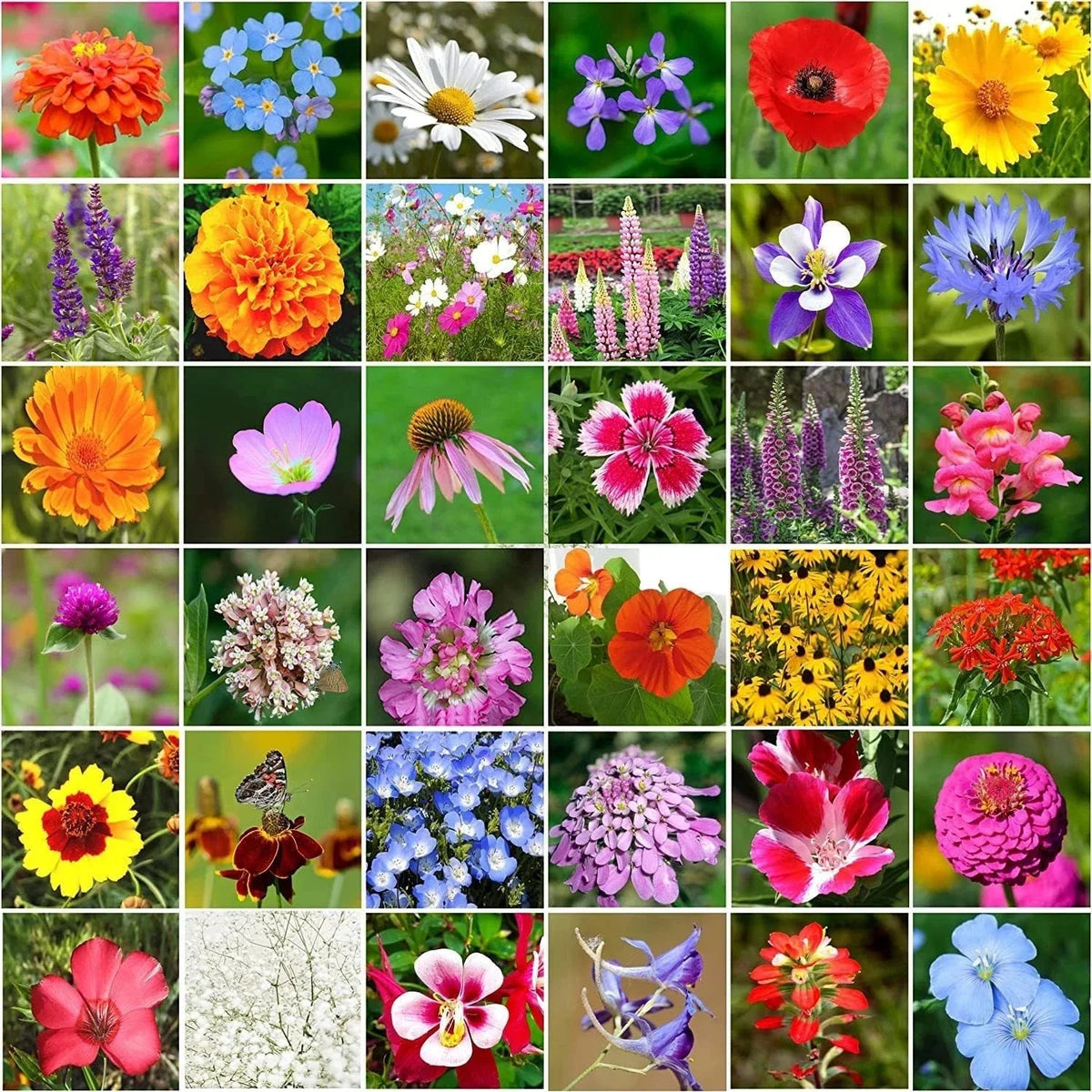 Wildflower Seeds Bulk Package - 10000+ Mix, 34 Varieties, Perennial Blend for Garden Planting, Non-GMO