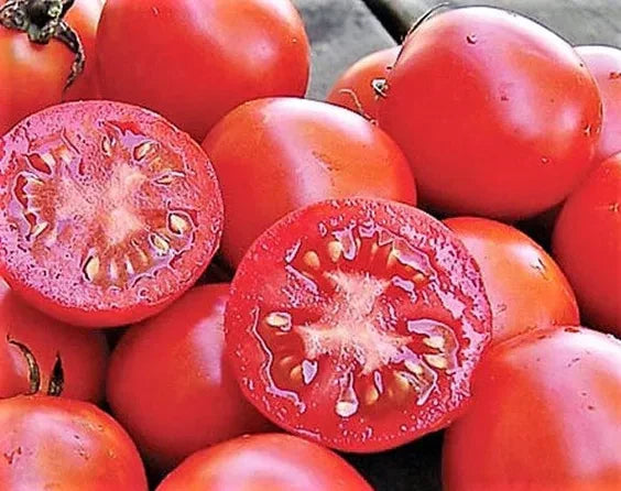 Siberian Tomato Seeds - 30+ Heirloom Organic Non-GMO - Solanum lycopersicum