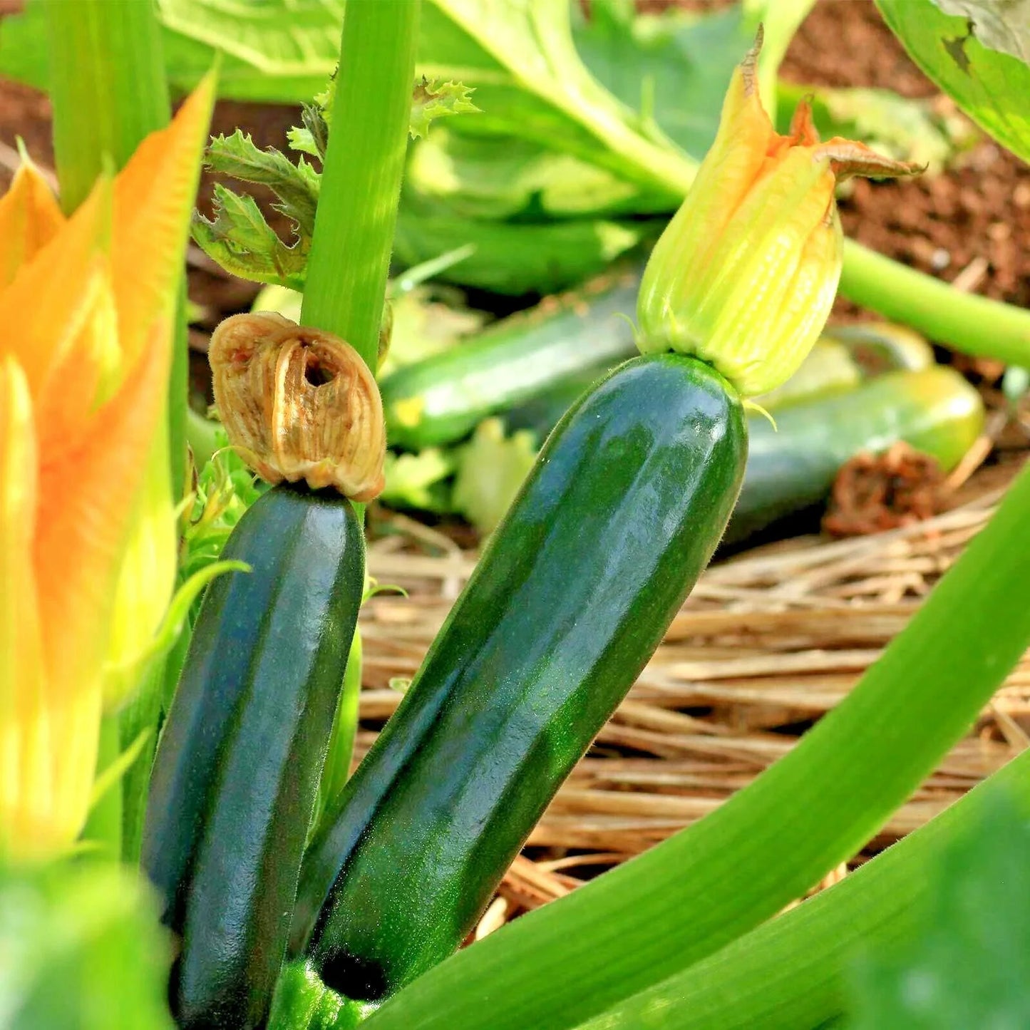 Zucchini Seeds 31+ Pack Black Beauty Organic Heirloom Summer Squash for Garden & Container (Cucurbita pepo)