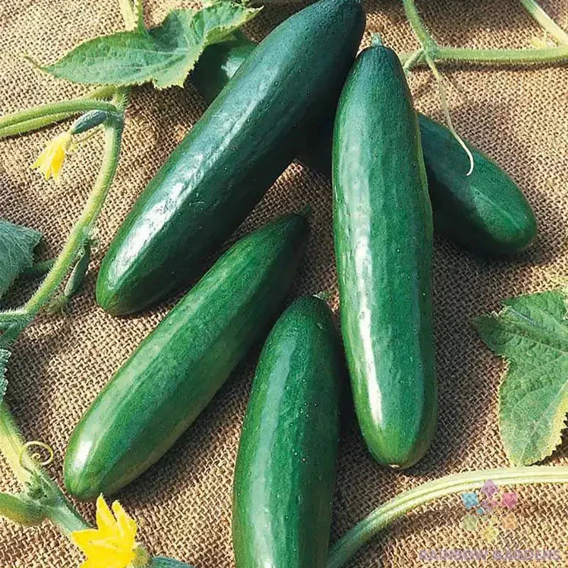 Diva Cucumber Seeds - 25+ Pack for Garden Planting - Cucumis sativus - USA Grown - Free Shipping