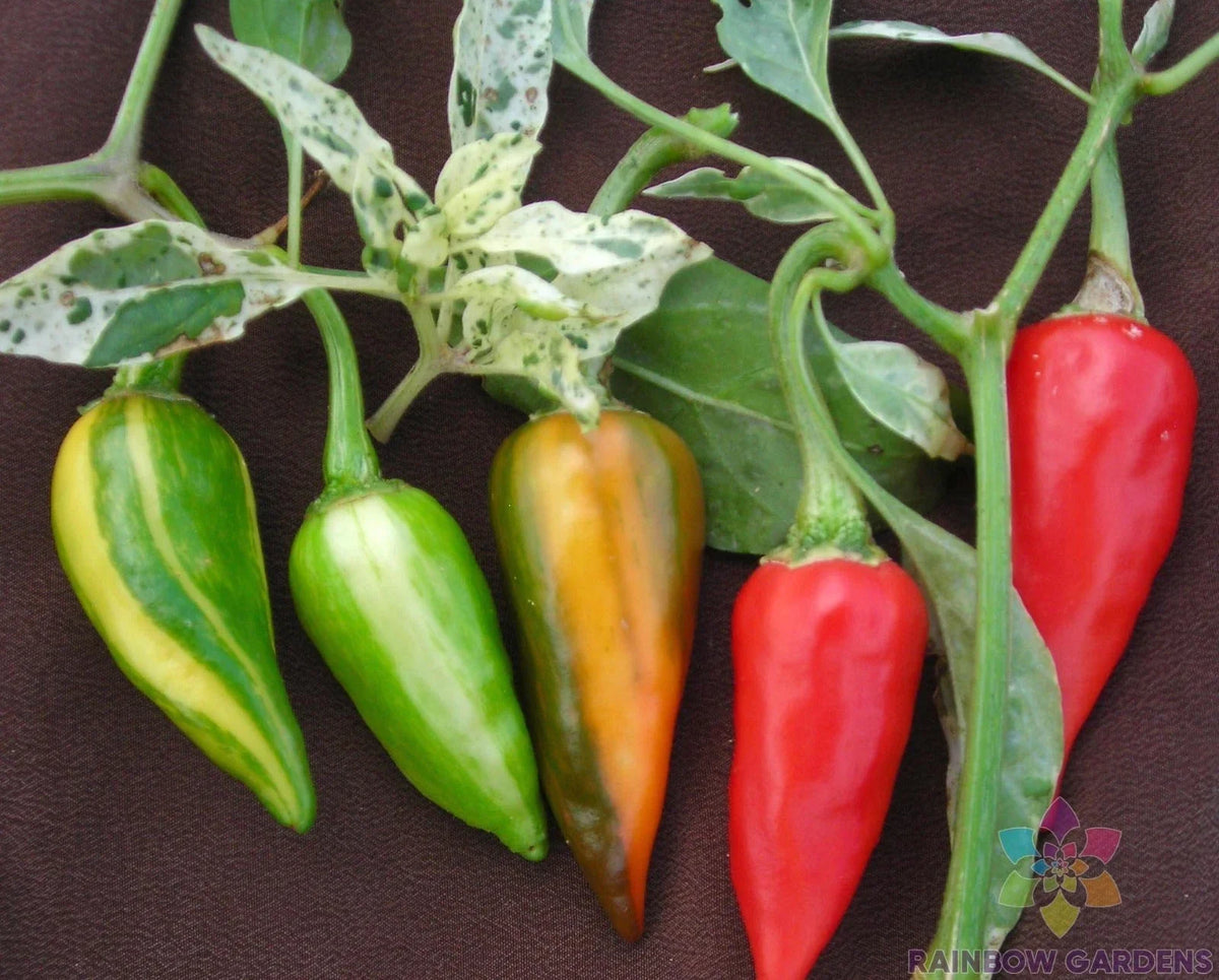 Fish Hot Pepper Seeds - 25+ Pack - Ideal for Gardening - Capsicum annuum - USA Grown - Free Shipping