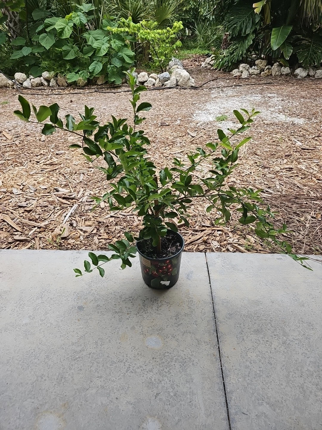 Large Barbados Cherry Tree 35" Tall Food Forest Florida Malpighia emarginata