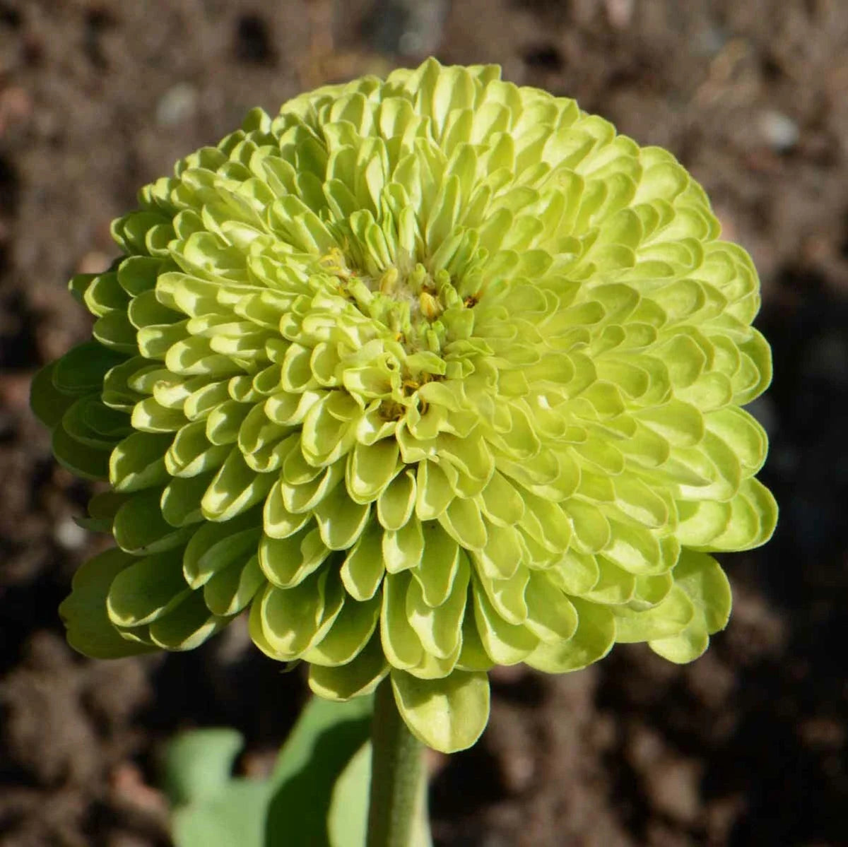 Zinnia Seeds 200 Non-GMO Envy Lime Green Flowers RARE for Butterflies, Zinnia elegans