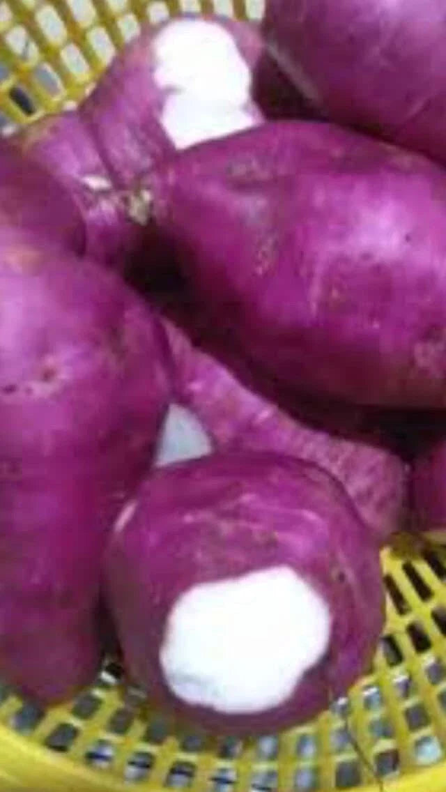 Purple Skin White Sweet Potato Slips - 10 Organically Grown Cuttings - Ipomoea batatas