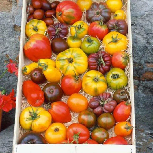Heirloom Tomato Seed Mix - 100 Non-GMO Open Pollinated Seeds - Colorful & Flavorful Varieties