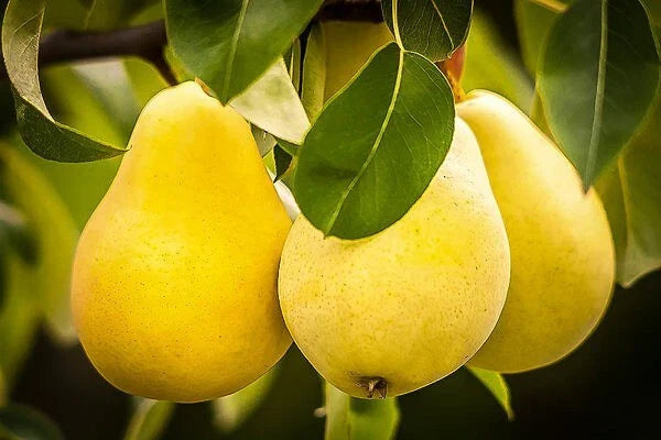 Kieffer Pear Tree Seeds 12+3 Free - Hardy, Juicy, Self-Pollinating, Pyrus communis x Pyrus pyrifolia