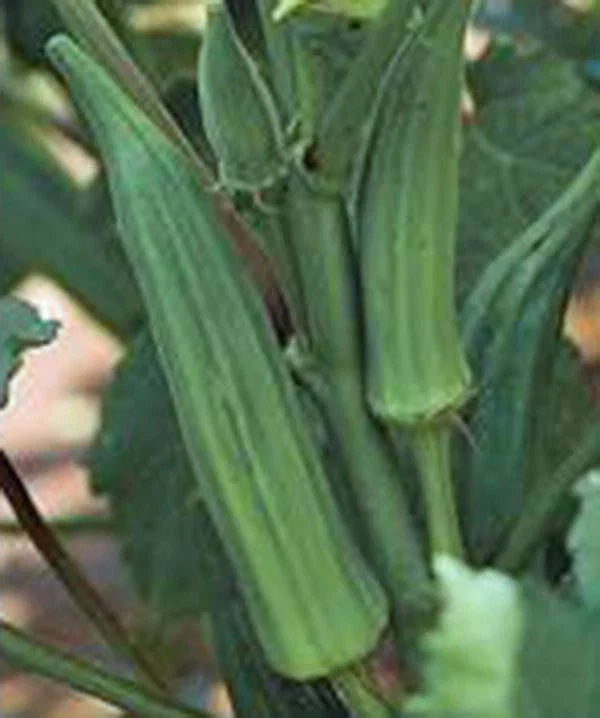 Okra Seeds, 500 Count, Heirloom Emerald Variety, Non-GMO, Garden Okra, Abelmoschus esculentus