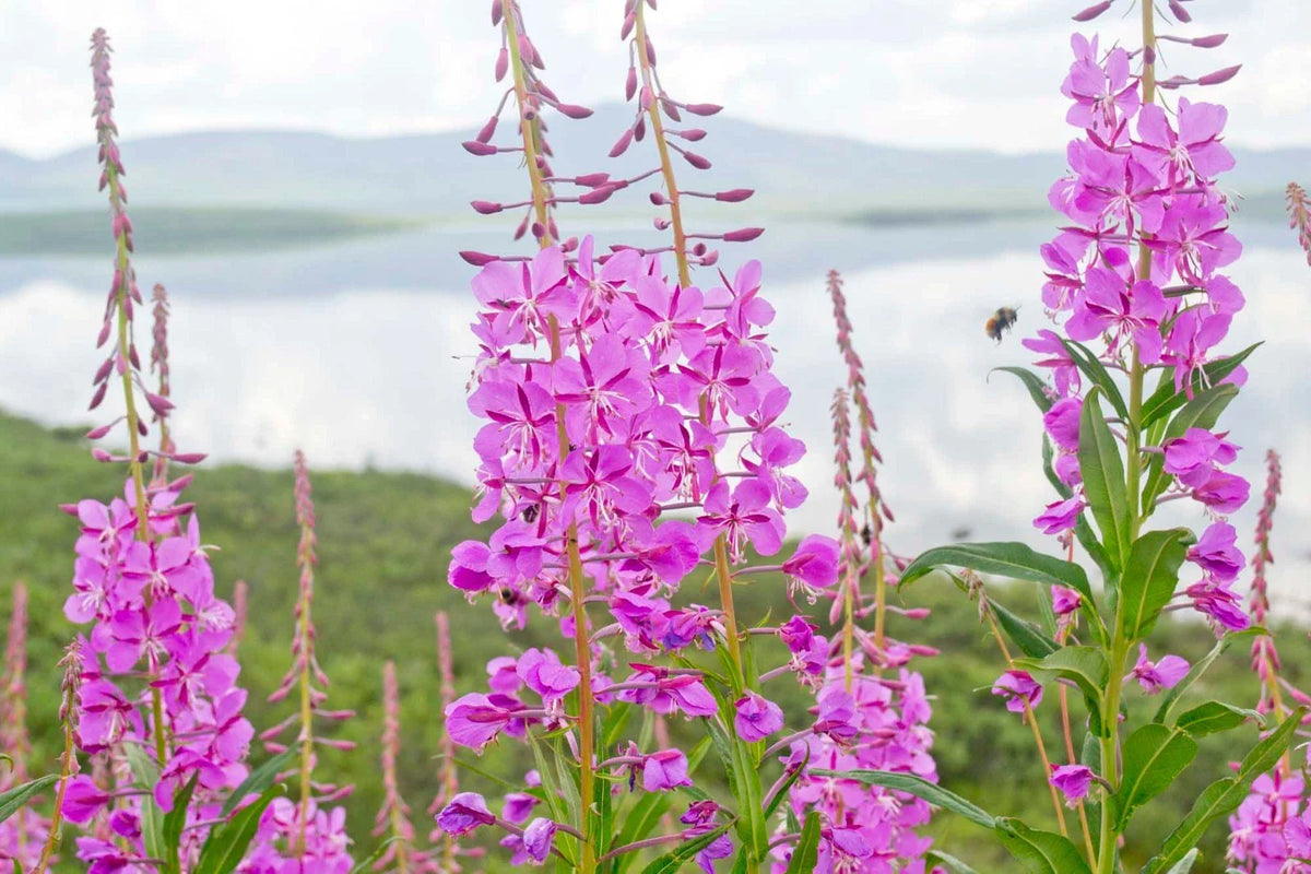 Fireweed Seeds - 301+ Organic Rosebay Willow Herb - Medicinal Wildflower (Chamerion angustifolium)